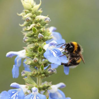 BNE-Kalender-Februar-Hummel