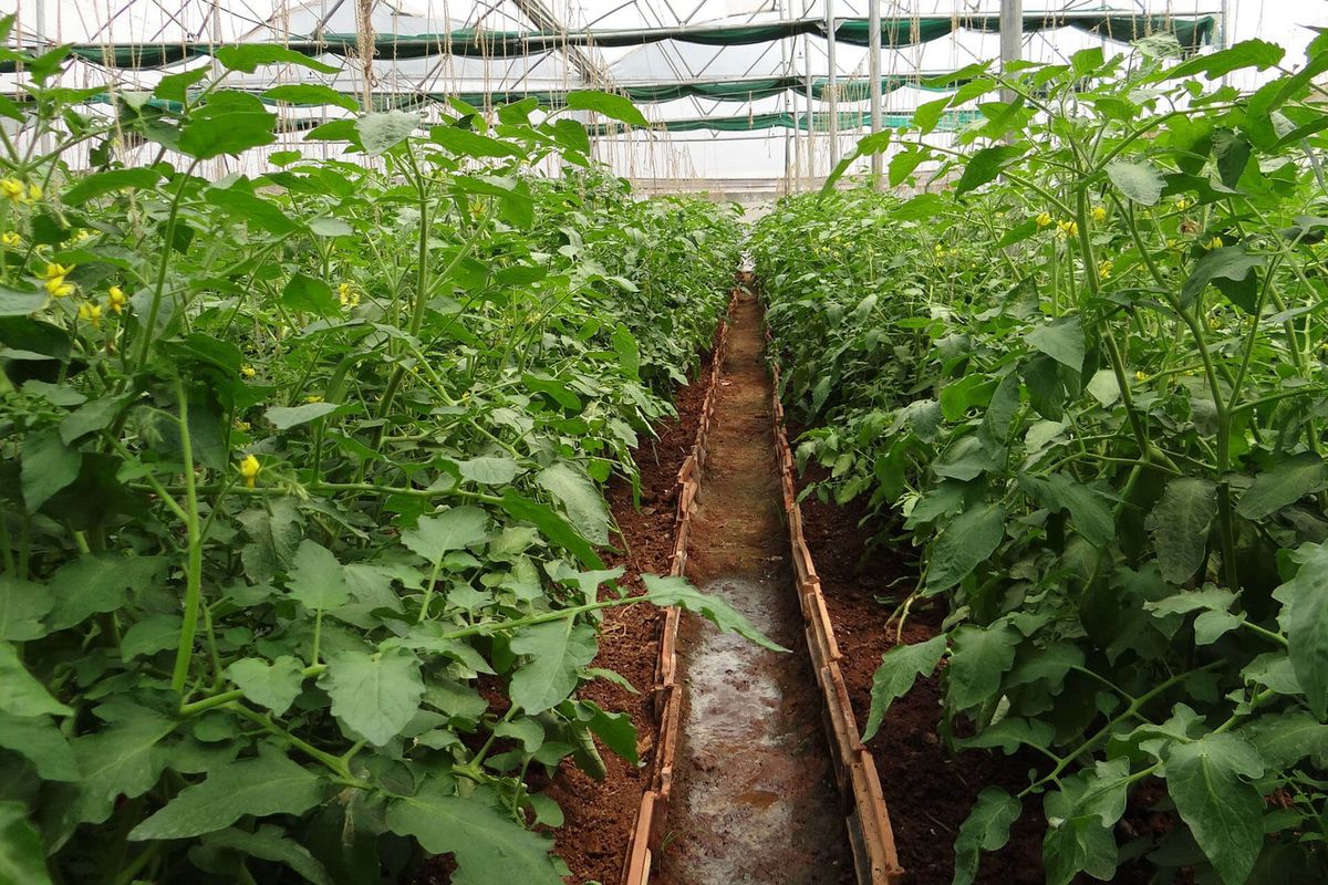 BNE-Kalender-Maerz-Kuenstliche-Bewaesserung-Tomaten-Anbau